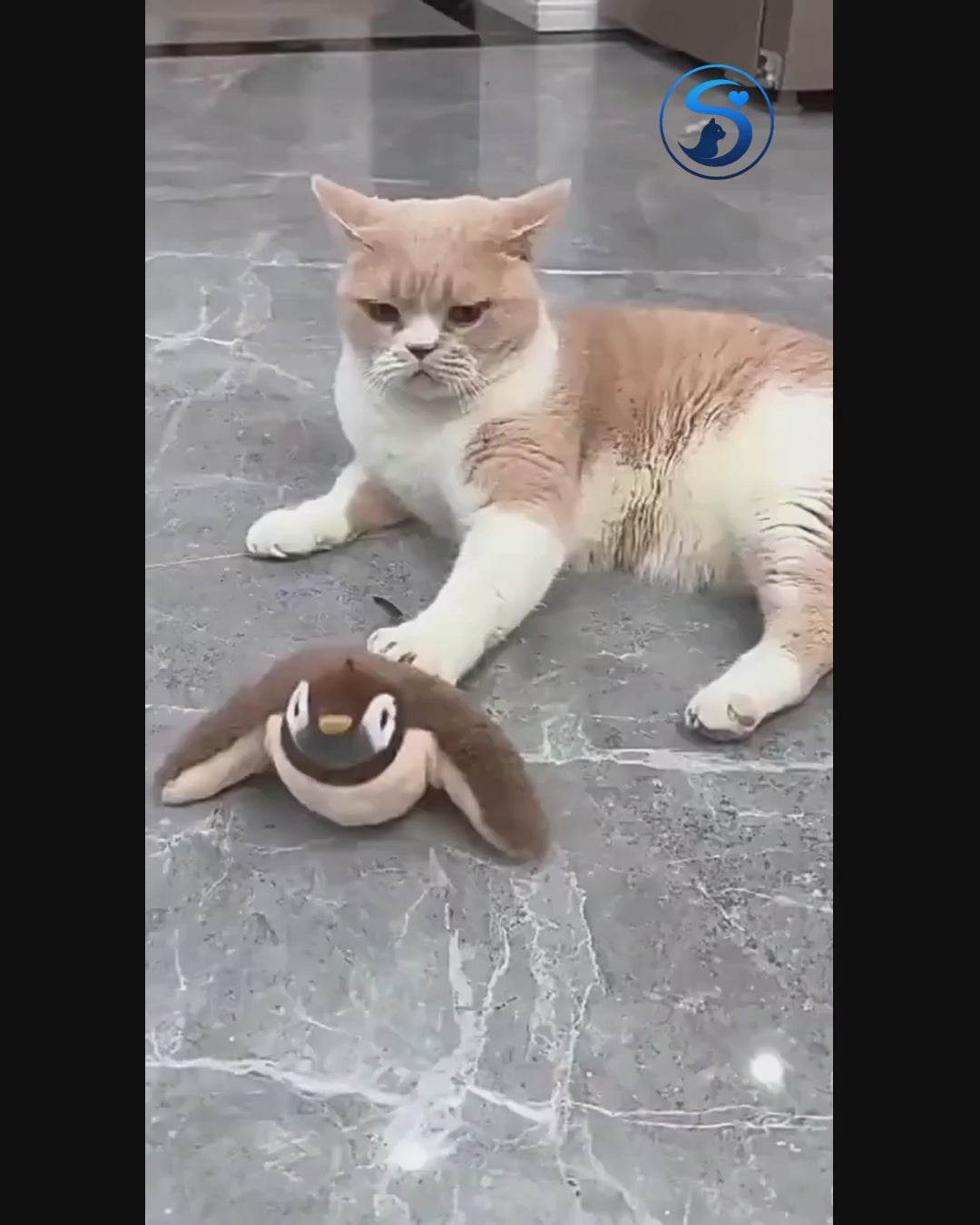 BRUNO – Il gioco interattivo per gatti